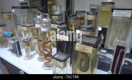 Museum Vasen mit Schlangen und Tiere in der Grant Zoologisches Museum. London Stockfoto