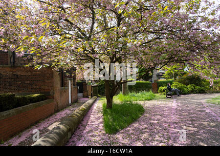 Ein Mann saß auf einer Bank mit umgestürzten Blütenblättern auf dem Boden unter einem rosa Kirschbaum, Harrogate, North Yorkshire, England, Großbritannien. Stockfoto