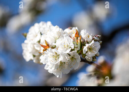 Der Obstgarten der blühenden Kirschbaum in Vignola Italien Stockfoto