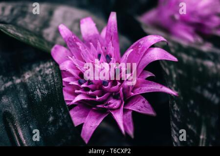 Schönen neon pink Bromelien Blume. Toller Hintergrund Stockfoto