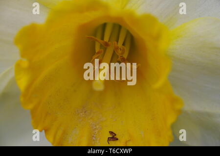 Nahaufnahme Makroaufnahme der Narzisse/Ostern Lily Staubgefäßen Stockfoto