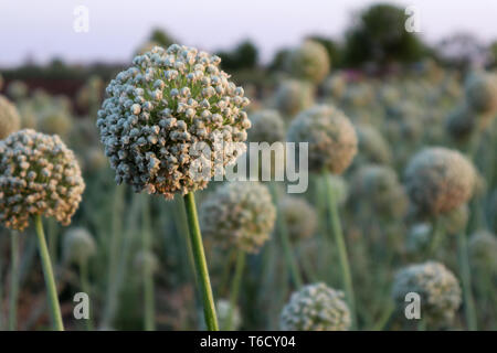 Zwiebel Saat in einer Farm Stockfoto