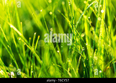 Glitter Tau auf grünem Gras in der Sonne. Tropfen Tau hängen von den Spitzen der Grashalme. Close-up Stockfoto