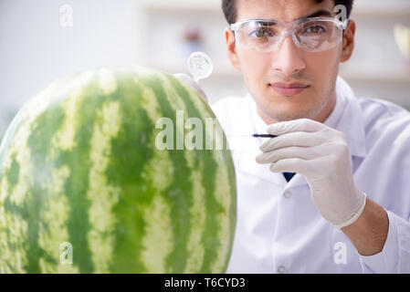 Wissenschaftler testen Wassermelone im Labor Stockfoto