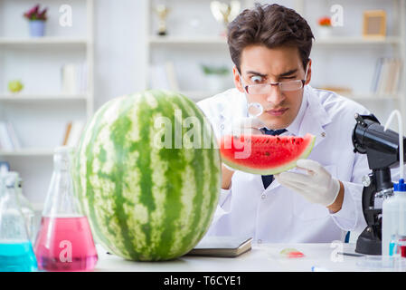 Wissenschaftler testen Wassermelone im Labor Stockfoto