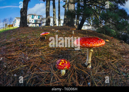 Agaric Fliegen; Amanita muscaria; Krankenhaus; Teliske Cornwall, UK Stockfoto