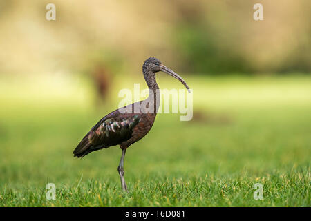 Ibis; Plegadis falcinellus glänzend; Cornwall, UK Stockfoto