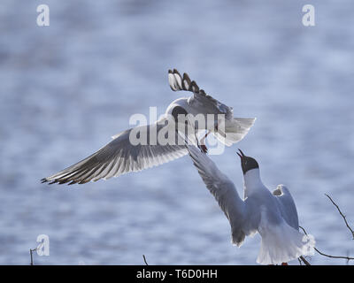 Gemeinsame Lachmöwe, Larus ridibundus Chroicocephalus ridibundus, Stockfoto