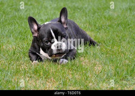 Französische Bulldogge Stockfoto