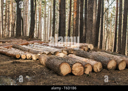 Schneiden und Stapeln Pine Tree Protokolle closeup im Nadelwald Stockfoto