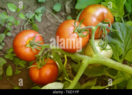 Tomaten Reifen auf die Zweige des Busches. Stockfoto