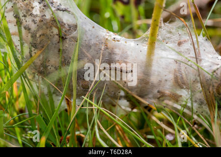 Marsh Fritillary Euphydryas aurinia Raupen;; Web; Cornwall, UK Stockfoto