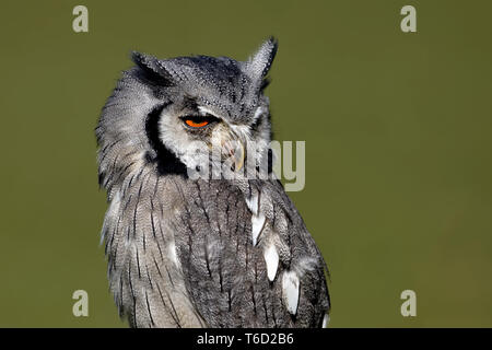Southern White - Eule konfrontiert Stockfoto