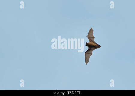 Gemeinsame Abendsegler im Flug Stockfoto