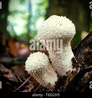 Lycoperdon perlatum auf einem toten Baum im Wald Stockfoto