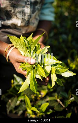 Tamilische Frau Kaffee Picker in einem Teeplantagen im Hochland, Nuwara Eliya, zentrale Provinz, Sri Lanka, Asien Stockfoto