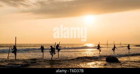 Stelze Fischer in der Dämmerung, Weligama, South Coast, Sri Lanka, Asien Stockfoto