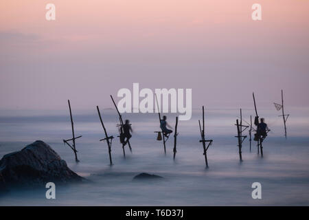 Stelze Fischer in der Dämmerung, Weligama, South Coast, Sri Lanka, Asien Stockfoto