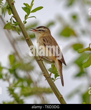 Schilfrohrsänger (Acrocepphalus schoenobaenus) Stockfoto