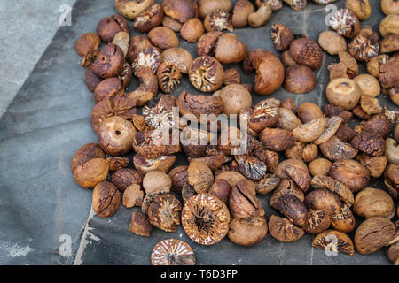 Areca Muttern auch als Betel Nuts bekannt, die auf eine Straße in Mandalay, Myanmar zu trocknen. Stockfoto