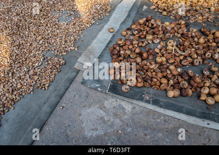 Areca Muttern auch als Betel Nuts bekannt, die auf eine Straße in Mandalay, Myanmar zu trocknen. Stockfoto