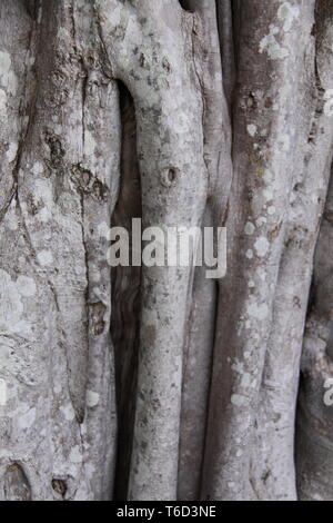 Stamm und Wurzeln der Hügel Weinen Feigenbaum (Ficus Microcarpa Hillii) Gold Coast, Australien Stockfoto