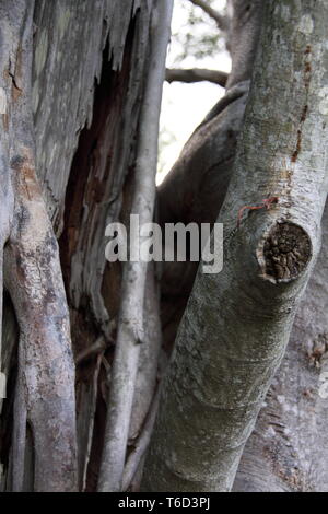 Stamm und Wurzeln der Hügel Weinen Feigenbaum (Ficus Microcarpa Hillii) Gold Coast, Australien Stockfoto