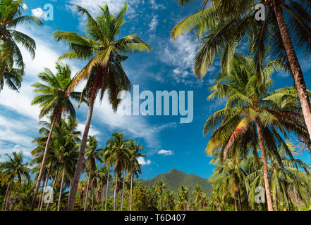 Ansicht von unten Palmen gegen einen schönen blauen Himmel. Grüne Palmen am blauen Himmel Hintergrund. Stockfoto