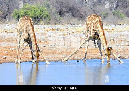 Zwei trink Giraffen am Wasser Stockfoto