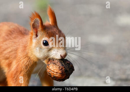 Eichhörnchen Stockfoto