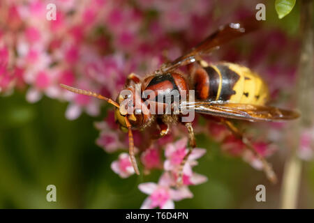 Hornet mimischen hoverfly Stockfoto