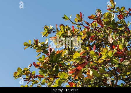 Indischer Mandelbaum gegen einen blauen Himmel mit Blätter im Herbst Stockfoto