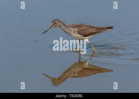Greenshank wader Filey Dämme Stockfoto