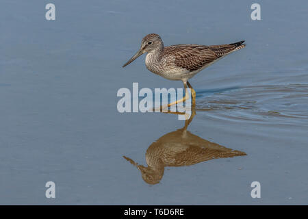 Greenshank wader Filey Dämme Stockfoto