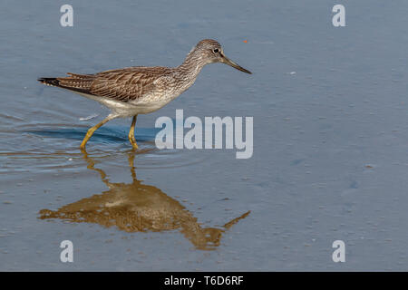 Greenshank wader Filey Dämme Stockfoto