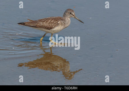 Greenshank wader Filey Dämme Stockfoto