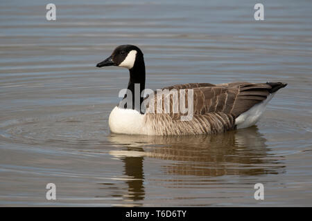 Kanada gans Filey Dämme Stockfoto