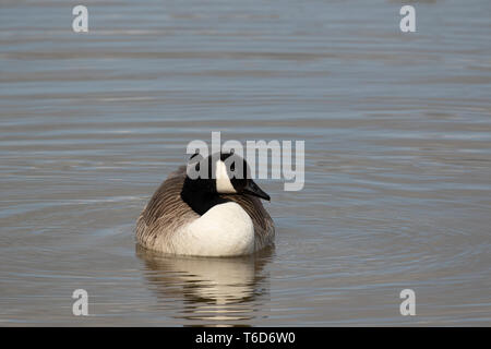 Kanada gans Filey Dämme Stockfoto