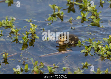Mallard Entlein Filey Dämme Stockfoto