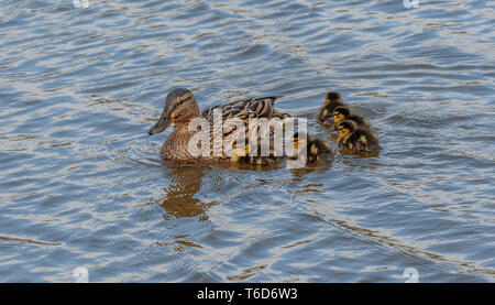 Mallard Entlein Filey Dämme Stockfoto