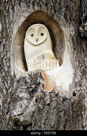 Eule Baum Schnitzen bei RSPB Leighton Moss finden, Silverdale, Lancashire, Großbritannien Stockfoto