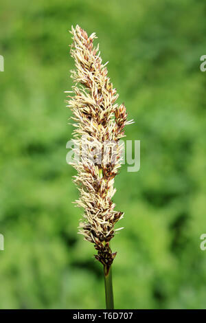 Weniger Teich - segge - Carex acutiformis Stockfoto