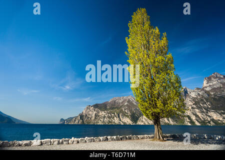 Hohe Pappeln Baum in der Nähe von Garda See in Torbole, minimalistisch, authentische Morgen Landschaft Stockfoto