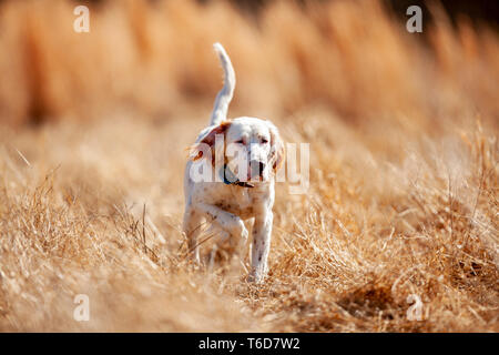 English Setter, Wachteln. Stockfoto