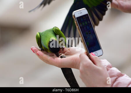 Porträt einer Person, die ein Foto von einem nanday parakeet (aratinga nenday) samen Essen aus einer Hand Personen Stockfoto