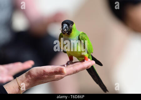 Porträt einer nanday parakeet (aratinga nenday) hocken in einer Personen Hand beim Essen ein Samen Stockfoto