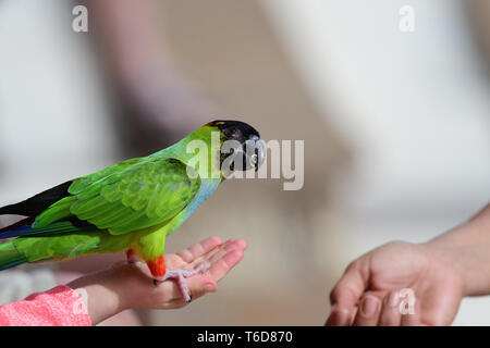 Das Hocken Nahaufnahme eines nanday parakeet (aratinga nenday) auf someones Hand beim Essen ein Samen Stockfoto