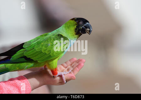 Das Hocken Nahaufnahme eines nanday parakeet (aratinga nenday) auf someones Hand beim Essen ein Samen Stockfoto