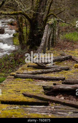 Brücke in einem schönen, grünen Wald auf Hintergrund Stockfoto