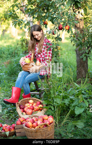 Schöne Mädchen, die Ernte reif Bio Apfel im Korb im Orchard oder auf Bauernhof auf Herbst Tag. Ernte Konzept. Garten. Frau mit Korb voller Reife äpfel Stockfoto